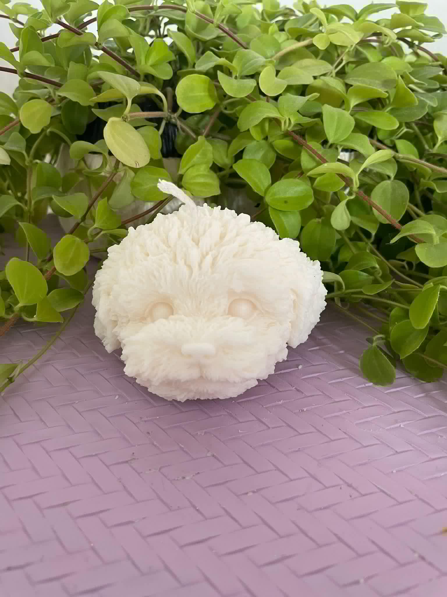 Labradoodle head